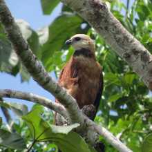 Los bosques tropicales, esenciales para la vida en la Tierra