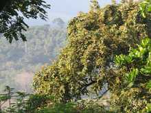 Los bosques tropicales, esenciales para la vida en la Tierra