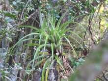 Los bosques tropicales, esenciales para la vida en la Tierra