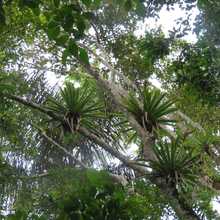 Los bosques tropicales, esenciales para la vida en la Tierra