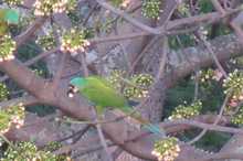 Los bosques tropicales, esenciales para la vida en la Tierra