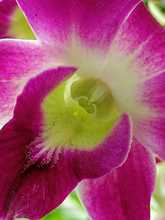 Nuestras Orqu&iacute;deas, muestra espont&aacute;nea de &ldquo;joyer&iacute;a&rdquo; vegetal silvestre