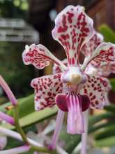 Nuestras Orqu&iacute;deas, muestra espont&aacute;nea de &ldquo;joyer&iacute;a&rdquo; vegetal silvestre