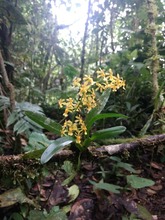 Nuestras Orqu&iacute;deas, muestra espont&aacute;nea de &ldquo;joyer&iacute;a&rdquo; vegetal silvestre
