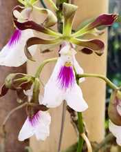 Nuestras Orqu&iacute;deas, muestra espont&aacute;nea de &ldquo;joyer&iacute;a&rdquo; vegetal silvestre