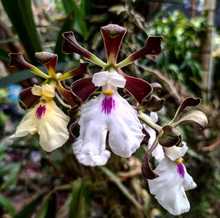 Nuestras Orqu&iacute;deas, muestra espont&aacute;nea de &ldquo;joyer&iacute;a&rdquo; vegetal silvestre