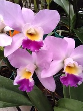 Nuestras Orqu&iacute;deas, muestra espont&aacute;nea de &ldquo;joyer&iacute;a&rdquo; vegetal silvestre