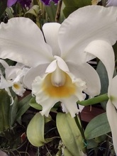 Nuestras Orqu&iacute;deas, muestra espont&aacute;nea de &ldquo;joyer&iacute;a&rdquo; vegetal silvestre