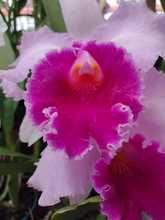 Nuestras Orqu&iacute;deas, muestra espont&aacute;nea de &ldquo;joyer&iacute;a&rdquo; vegetal silvestre