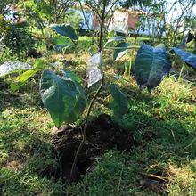Restaurat&oacute;n ambiental en el Coraz&oacute;n de Pance
