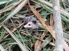 Art. 347 Infraestructura realiz&oacute; compensaci&oacute;n arb&oacute;rea de la ampliaci&oacute;n de la v&iacute;a a Pance