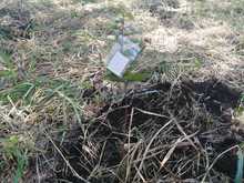 Art. 347 Infraestructura realiz&oacute; compensaci&oacute;n arb&oacute;rea de la ampliaci&oacute;n de la v&iacute;a a Pance