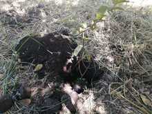 Art. 347 Infraestructura realiz&oacute; compensaci&oacute;n arb&oacute;rea de la ampliaci&oacute;n de la v&iacute;a a Pance