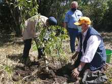 Art. 347 Infraestructura realiz&oacute; compensaci&oacute;n arb&oacute;rea de la ampliaci&oacute;n de la v&iacute;a a Pance