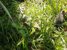 Dagma realiz&oacute; liberaci&oacute;n de especies silvestres rehabilitadas