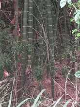 DAGMA y Polic&iacute;a Ambiental protegen la flora silvestre de Cali