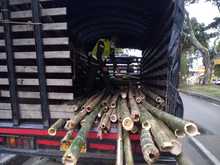 DAGMA y Polic&iacute;a Ambiental protegen la flora silvestre de Cali