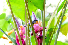 Servicios Ambientales Ofertados en la Zona Rural de Cali 