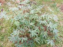 Huerta comunitaria &lsquo;URESA&rsquo;, para&iacute;so al sur de Cali