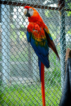 Guacamayas fueron reubicadas por el Dagma, en Cartagena 