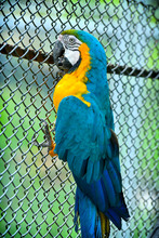 Guacamayas fueron reubicadas por el Dagma, en Cartagena 