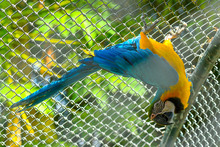 Guacamayas fueron reubicadas por el Dagma, en Cartagena 