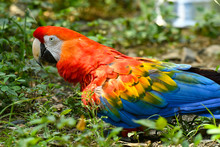 Guacamayas fueron reubicadas por el Dagma, en Cartagena 