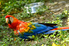 Guacamayas fueron reubicadas por el Dagma, en Cartagena 