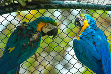 Guacamayas fueron reubicadas por el Dagma, en Cartagena 