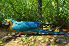 Guacamayas fueron reubicadas por el Dagma, en Cartagena 
