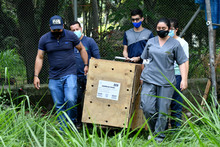 Guacamayas fueron reubicadas por el Dagma, en Cartagena 