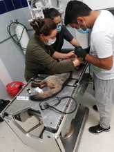 La fauna silvestre cuenta con un Hogar de Paso para su atenci&oacute;n temporal