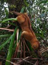 Dagma libera 49 especies de fauna silvestre en el Pac&iacute;fico vallecaucano