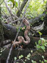 Dagma libera 49 especies de fauna silvestre en el Pac&iacute;fico vallecaucano