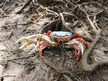 Dagma libera 49 especies de fauna silvestre en el Pac&iacute;fico vallecaucano