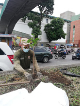 Limpieza y restauraci&oacute;n de zonas verdes en el corredor ambiental Calle 5