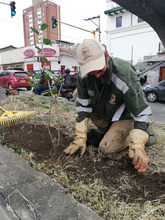 Limpieza y restauraci&oacute;n de zonas verdes en el corredor ambiental Calle 5