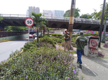 Limpieza y restauraci&oacute;n de zonas verdes en el corredor ambiental Calle 5