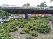 Limpieza y restauraci&oacute;n de zonas verdes en el corredor ambiental Calle 5