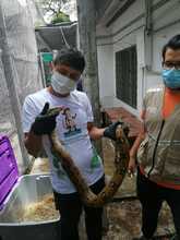 86 individuos silvestres atendidos por el Dagma, ser&aacute;n liberados en zona rural de Cesar