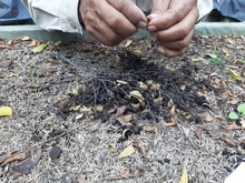 El Burilico, un sobreviviente que regresa al paisaje de Cali 