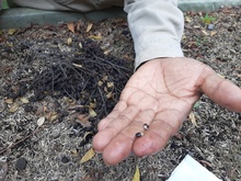 El Burilico, un sobreviviente que regresa al paisaje de Cali 
