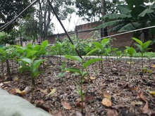 El Burilico, un sobreviviente que regresa al paisaje de Cali 