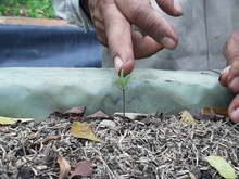 El Burilico, un sobreviviente que regresa al paisaje de Cali 