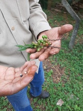El Burilico, un sobreviviente que regresa al paisaje de Cali 