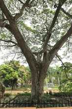 Bulevar del r&iacute;o cada d&iacute;a m&aacute;s seguro y bonito                                 