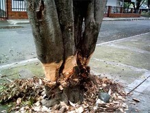 Podas y talas s&oacute;lo se pueden realizar con autorizaci&oacute;n del Dagma