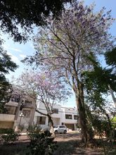 Arboles de colores embellecen a Cali 