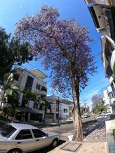 Arboles de colores embellecen a Cali 