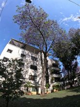 Arboles de colores embellecen a Cali 